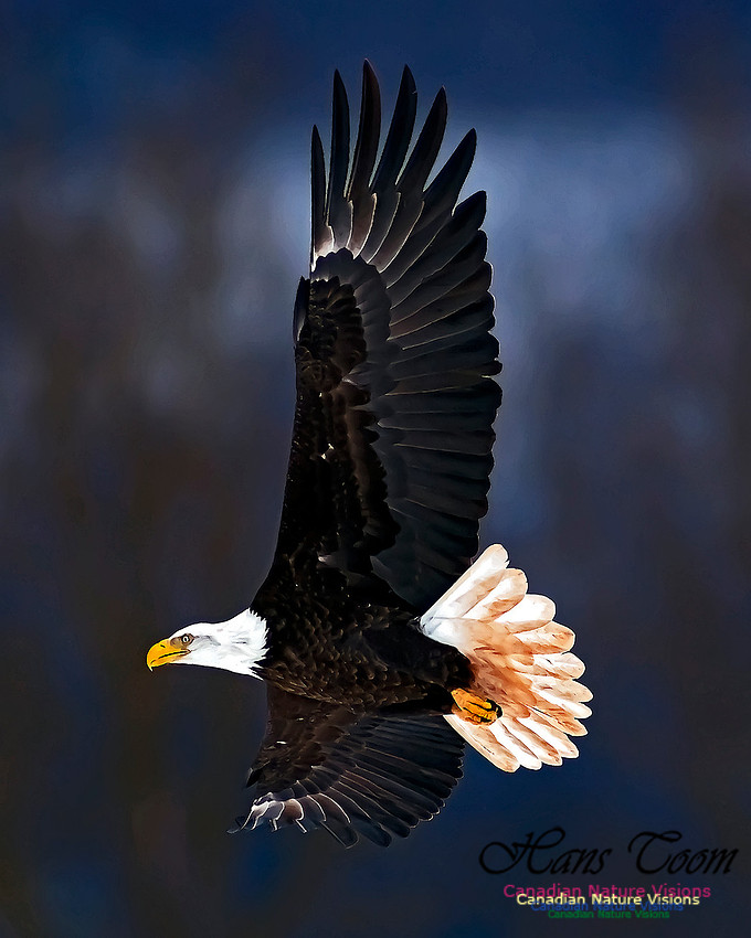 A Bald Eagle 118