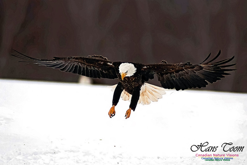 A Bald Eagle 120