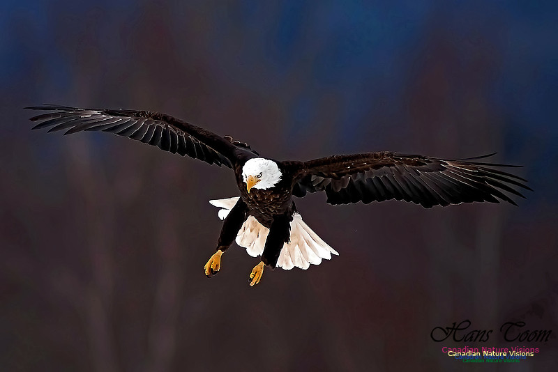 A Bald Eagle 121