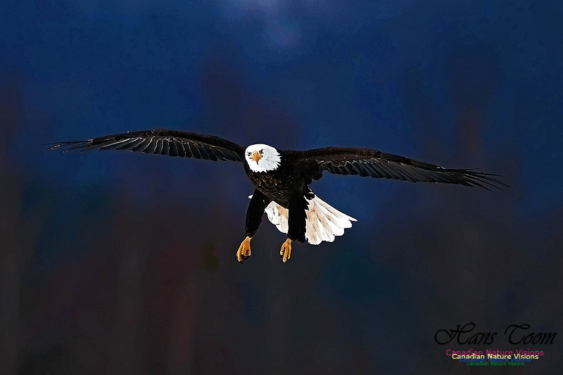 A Bald Eagle 122