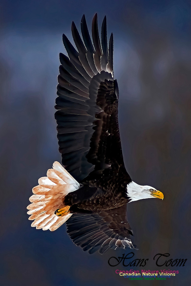 A Bald Eagle 123