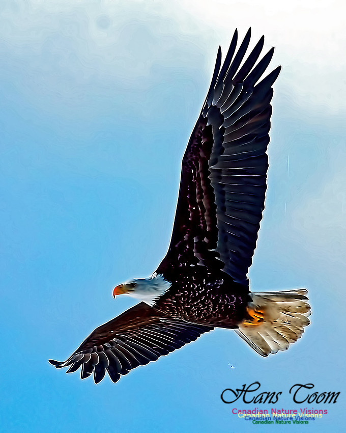 A Bald Eagle 127