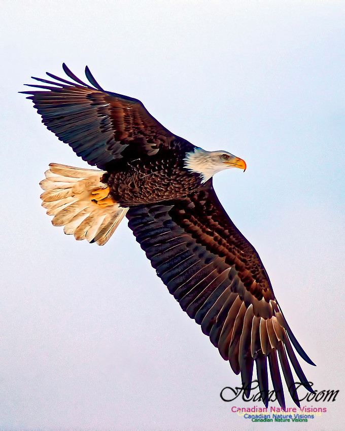 A Bald Eagle 125