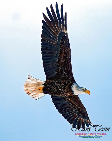 A Bald Eagle 124