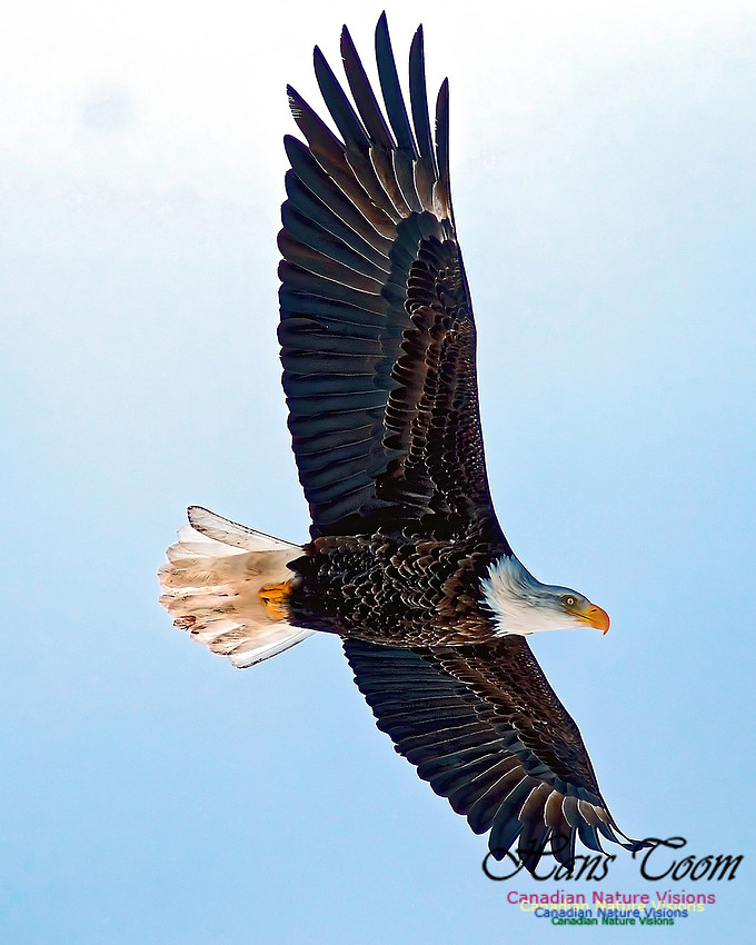 A Bald Eagle 124