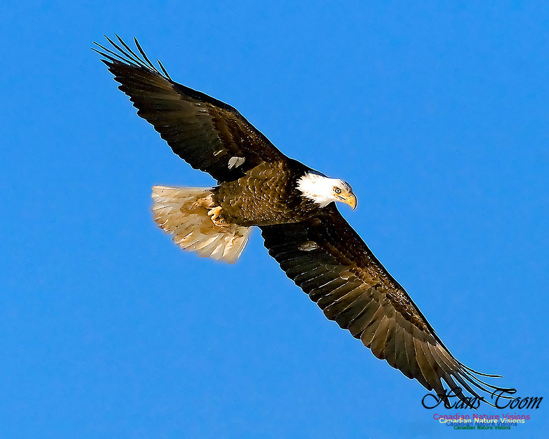 A Bald Eagle 128
