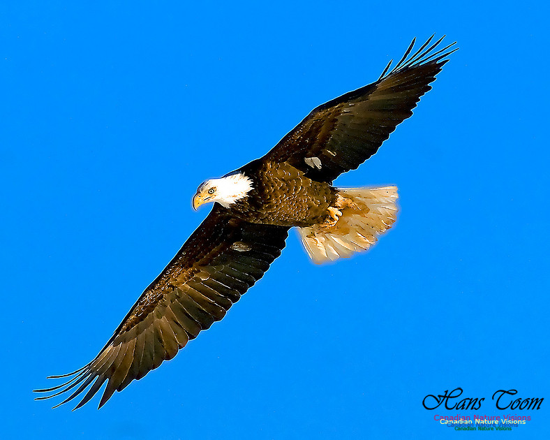 A Bald Eagle 129