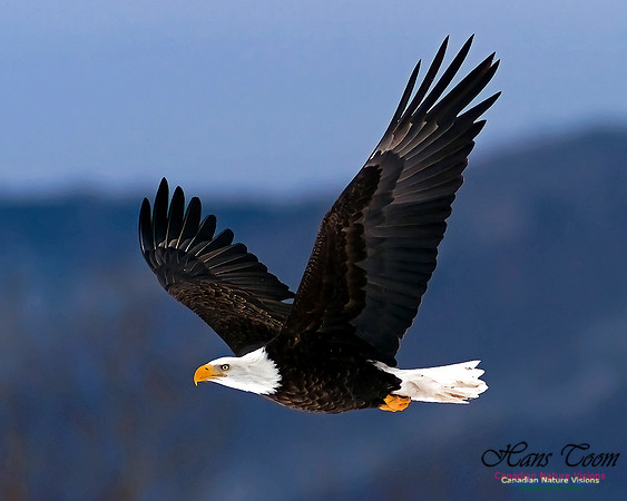 A Bald Eagle 131
