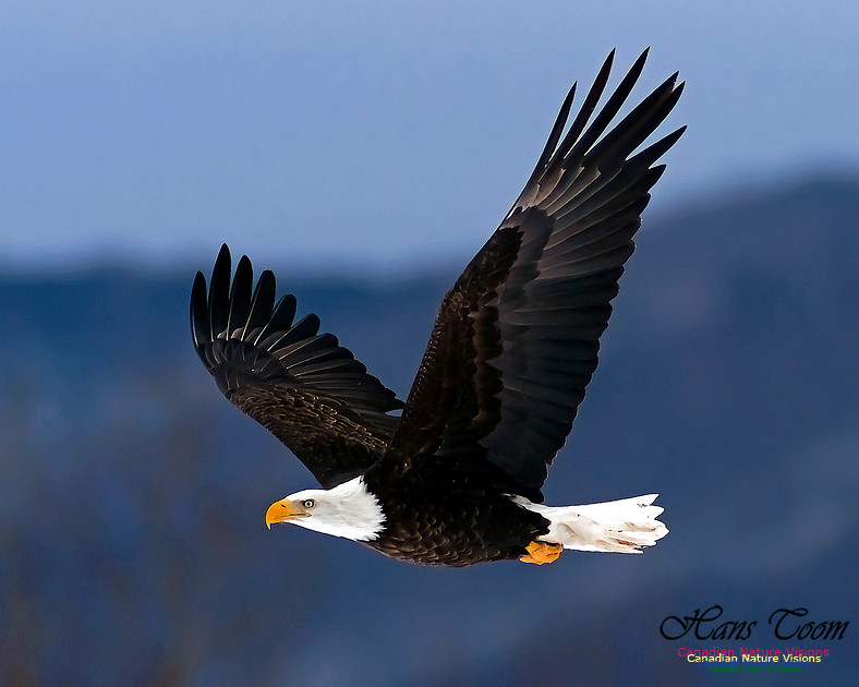 A Bald Eagle 131