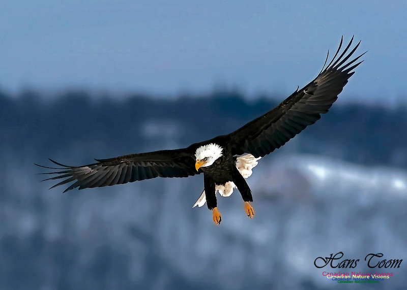 A Bald Eagle 132