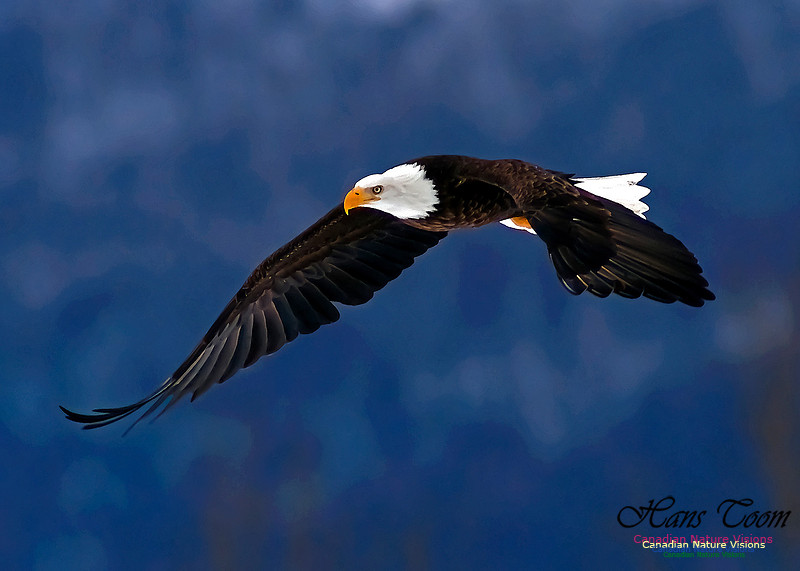 A Bald Eagle 130