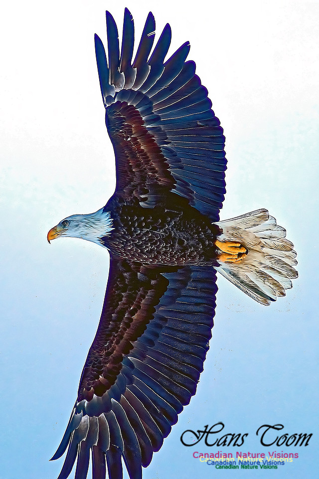 A Bald Eagle 126