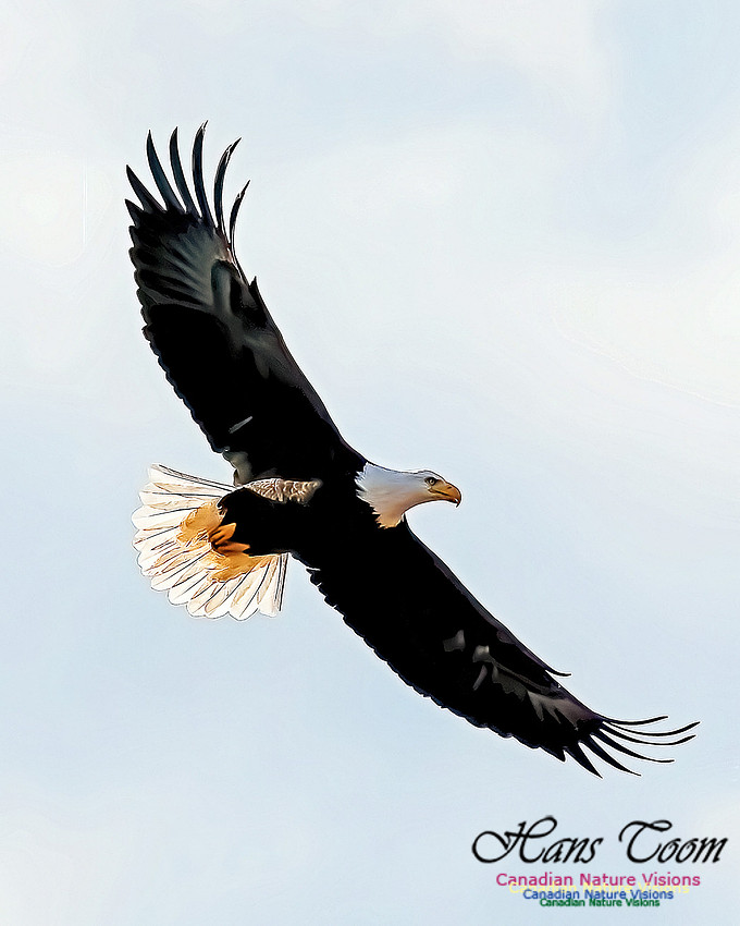 A Bald Eagle 102