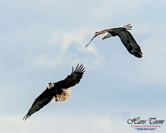 A Bald Eagle 103