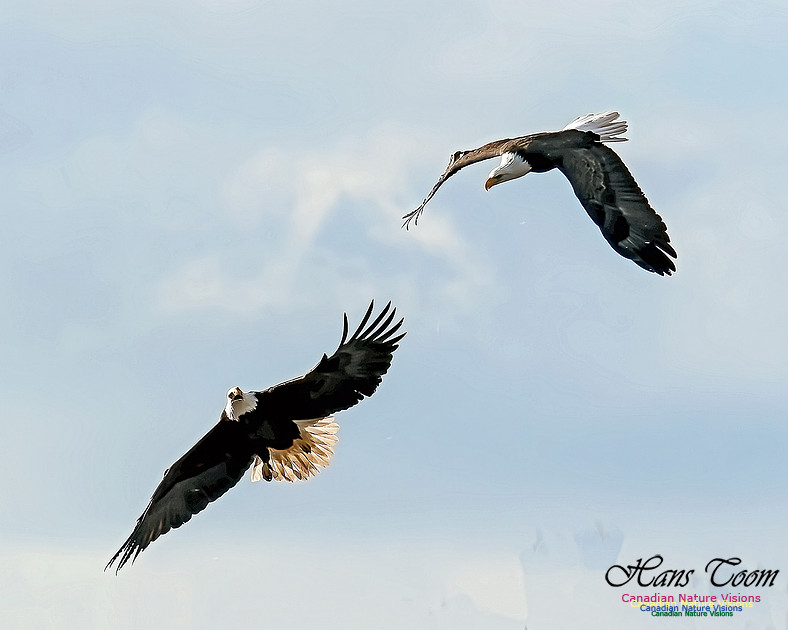 A Bald Eagle 103