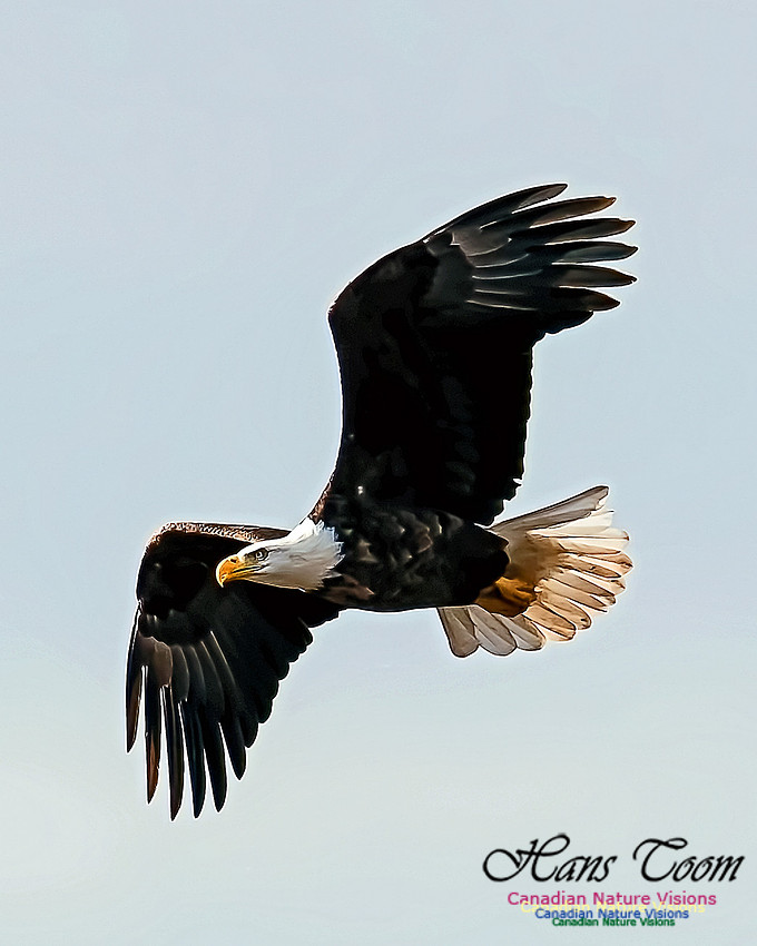 A Bald Eagle 104