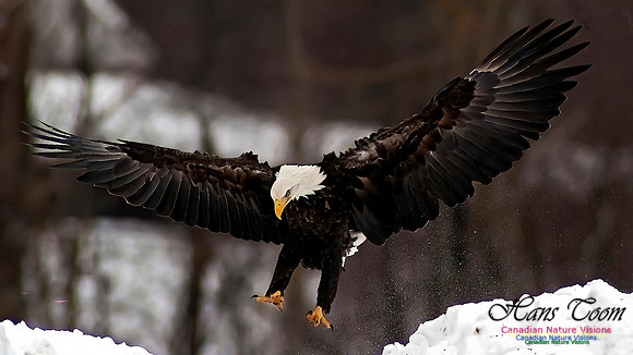 A Bald Eagle 107