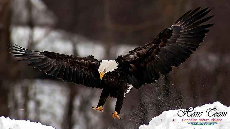 A Bald Eagle 107