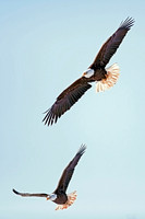 Bald Eagles in Flight