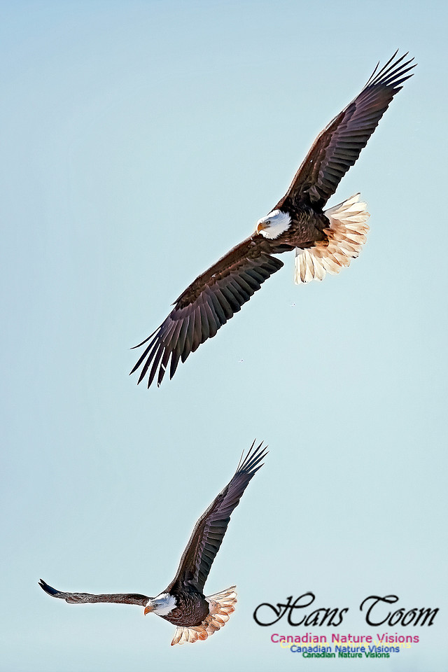 A Bald Eagle 100