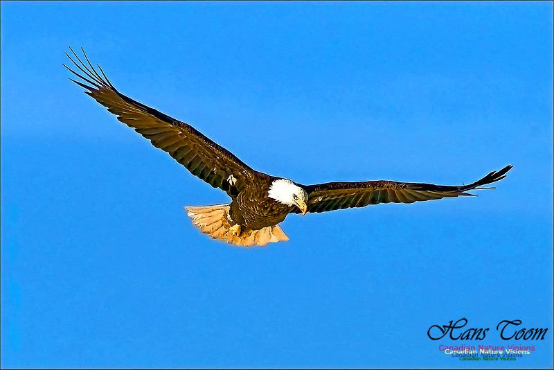 A Bald Eagle 106