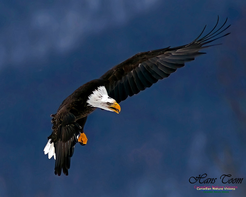 A Bald Eagle 109