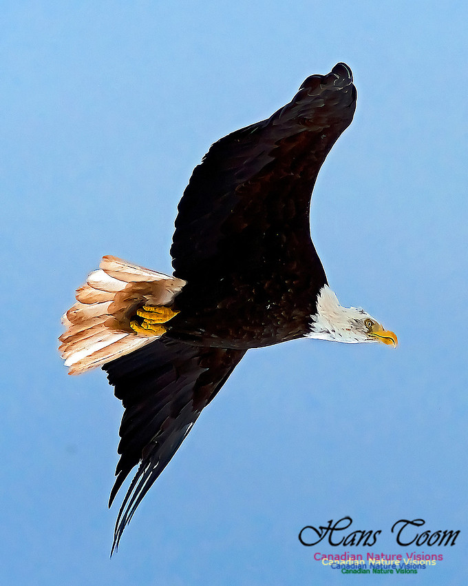 A Bald Eagle 108