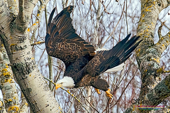 A Bald Eagle 105
