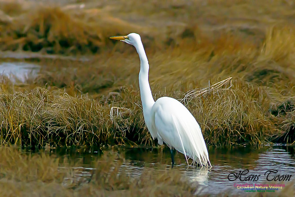 Great Egret 3