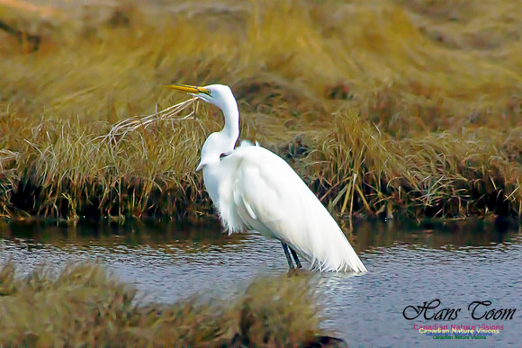 Great Egret 4