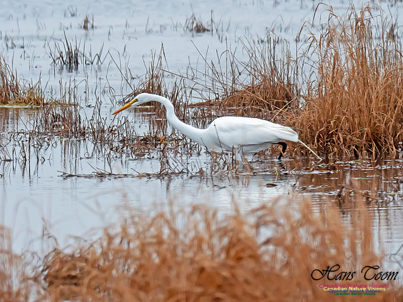 Great Egret 4