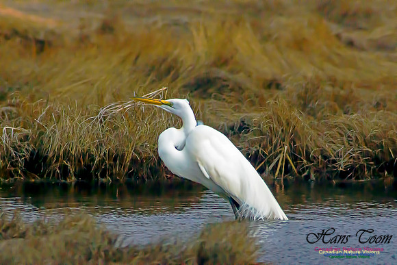Great Egret 5