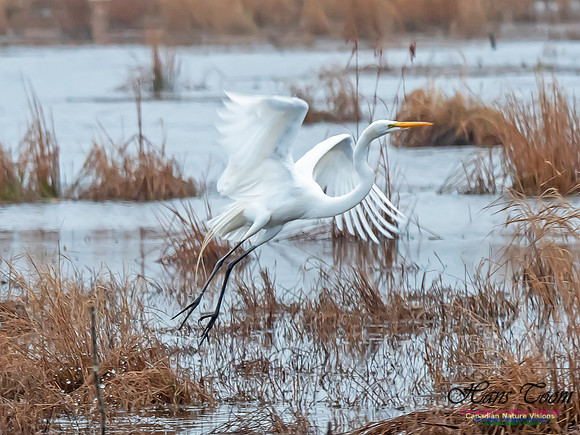 Great Egret 5