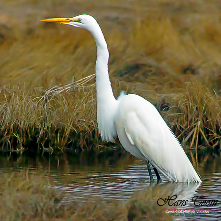 Great Egret 6