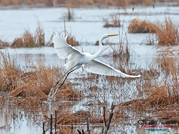 Great Egret 6