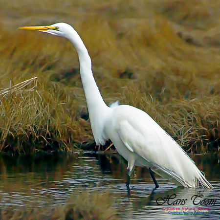 Great Egret 7