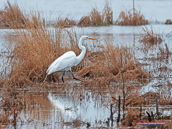 Great Egret 7