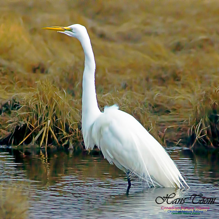 Great Egret 8
