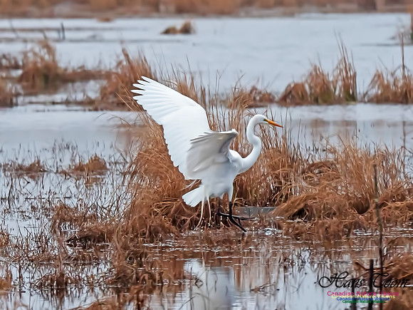 Great Egret 8