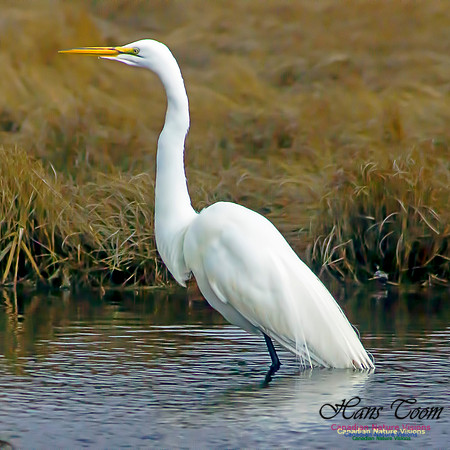 Great Egret 9
