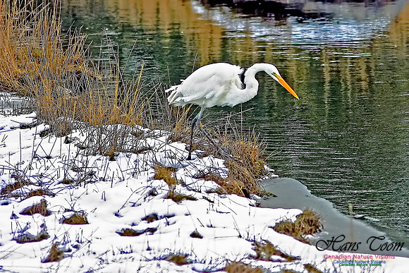 Great Egret 6