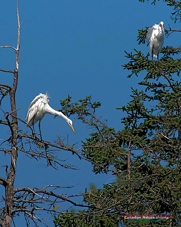 Great Egret 7
