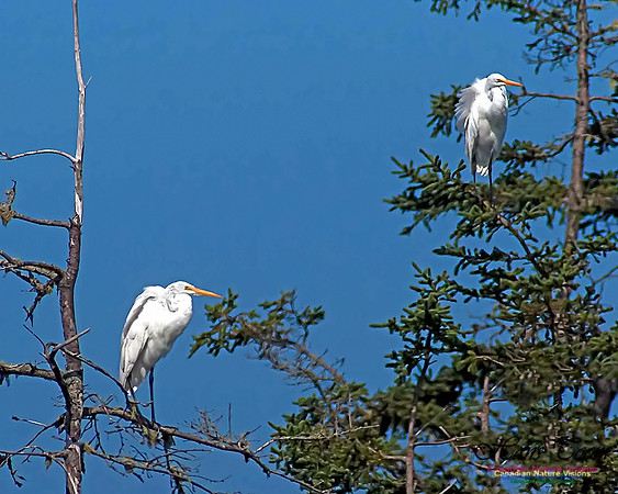 Great Egret 8