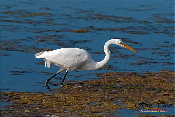Great Egret 9