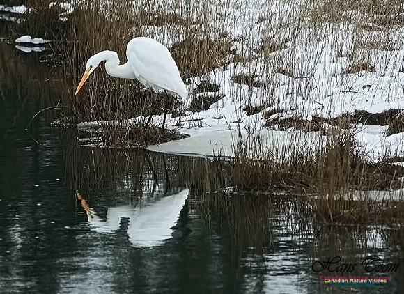 Great Egret 10