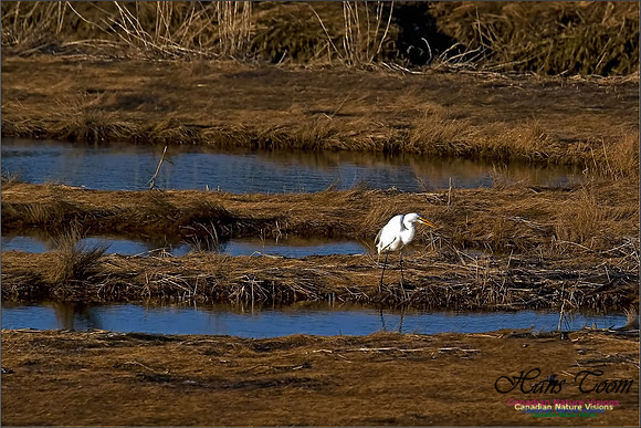Great Egret 11