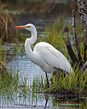 Great Egret 12
