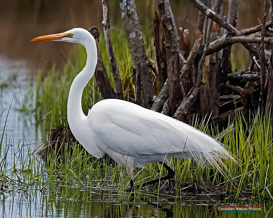 Great Egret 13