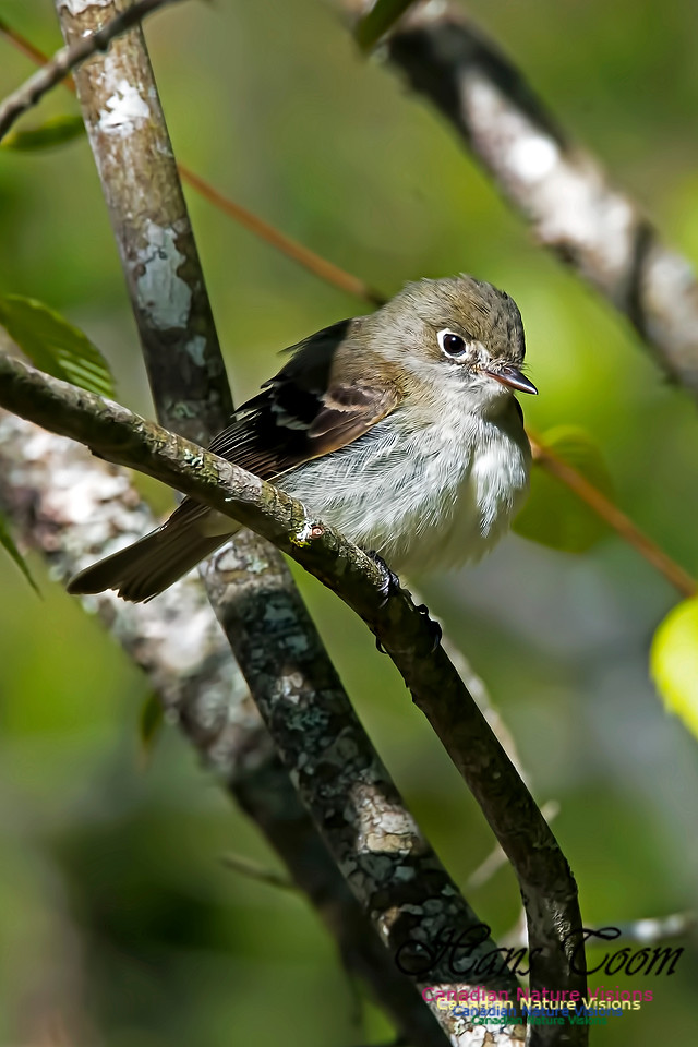 Alder Flycatcher