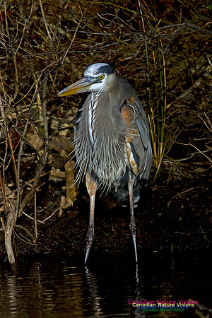 Great Blue Heron